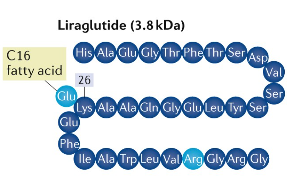 Liraglutyd: Agonista receptora GLP-1, który poprawia metabolizm
